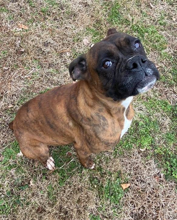 6-year-old-boxer-2974237