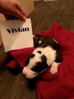 vivian-6356010